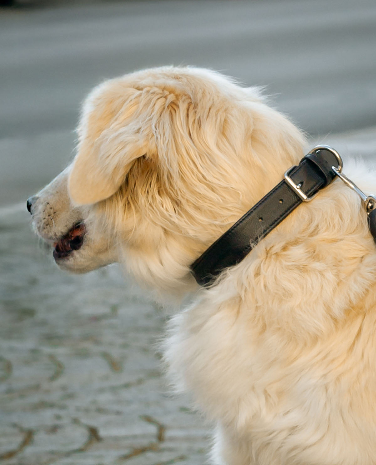 gusti-leder-arnfried-hundehalsband-aus-leder-schwarz image 1