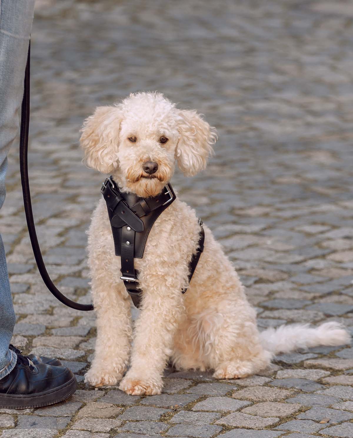 gusti-leder-thekla-hundegeschirr-aus-leder image 1
