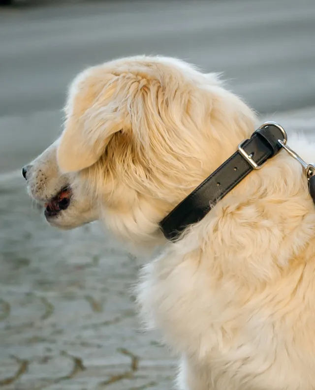 gusti-leder-arnfried-hundehalsband-aus-leder-schwarz image 1